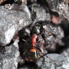 Camponotus obscuripes