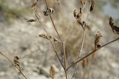 Nepeta parviflora