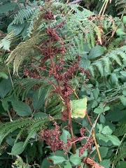 Rumex sanguineus