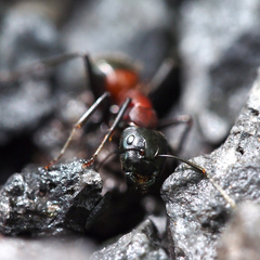 Camponotus obscuripes