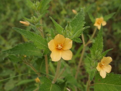 Mentzelia aspera