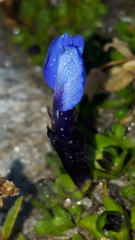 Gentiana bavarica subacaulis