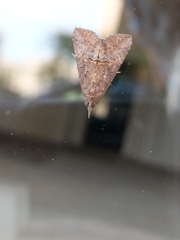 Hypena scabra