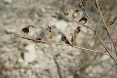 Nepeta parviflora