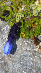 Gentiana bavarica subacaulis