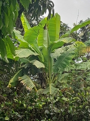 Musa