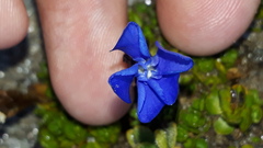 Gentiana bavarica subacaulis