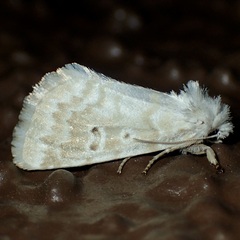 Lythrodes tripuncta