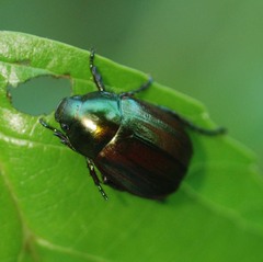 Rutelinae