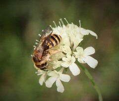 Halictus scabiosae