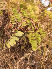 Astragalus glycyphyllos