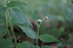 Galinsoga quadriradiata