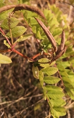 Astragalus glycyphyllos