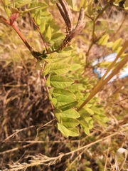 Astragalus glycyphyllos