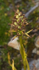 Chamorchis alpina
