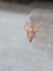 Hypena scabra