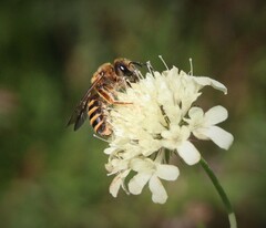 Halictus scabiosae