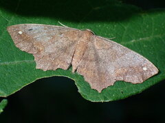 Hypagyrtis