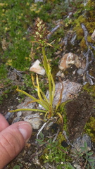Chamorchis alpina