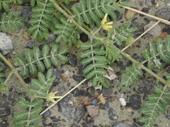 Tribulus taiwanense