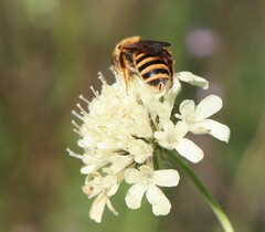 Halictus scabiosae