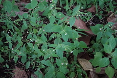 Galinsoga quadriradiata