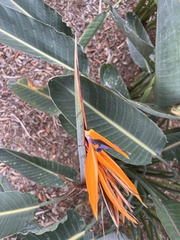 Strelitzia reginae