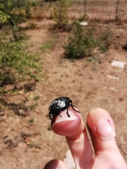 Capnodis tenebrionis