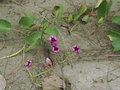 Ipomoea pes-caprae