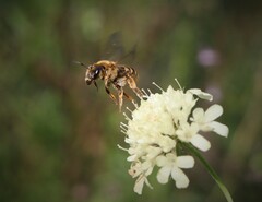 Halictus scabiosae