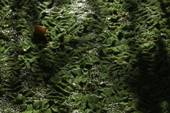 Salvinia natans