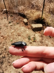 Capnodis tenebrionis