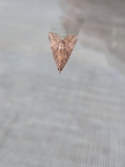 Hypena scabra