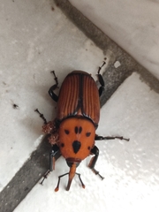 Rhynchophorus ferrugineus