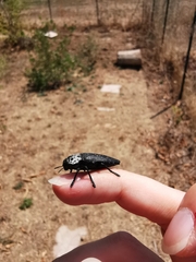 Capnodis tenebrionis