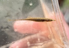 Indostomus crocodilus