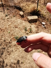 Capnodis tenebrionis