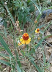 Helenium amphibolum