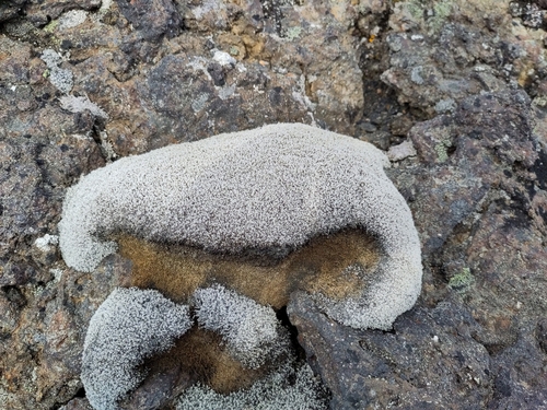 pľuzgierka (Cetraria)