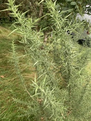 Tetranychus lintearius