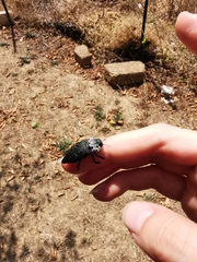 Capnodis tenebrionis