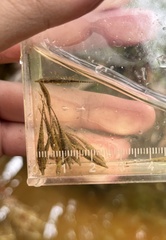 Indostomus crocodilus