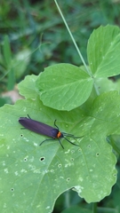 Cisseps fulvicollis