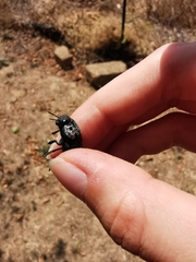 Capnodis tenebrionis