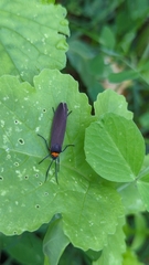 Cisseps fulvicollis