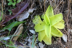 Pinguicula grandiflora