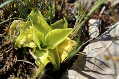 Pinguicula grandiflora