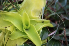 Pinguicula grandiflora