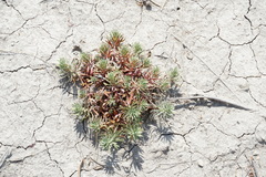 Euphorbia petrophila