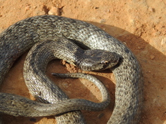 Macroprotodon brevis ibericus